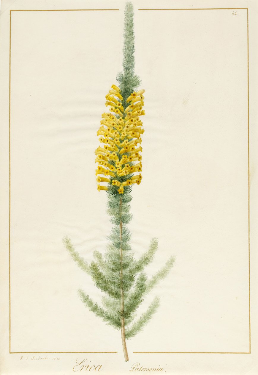 Erica Patersonia, 1813 da Pierre Joseph Redouté