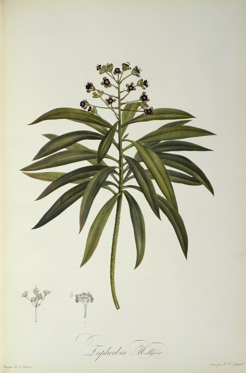Euphorbia Mellifera, da `Le Jardin de la Malmaison