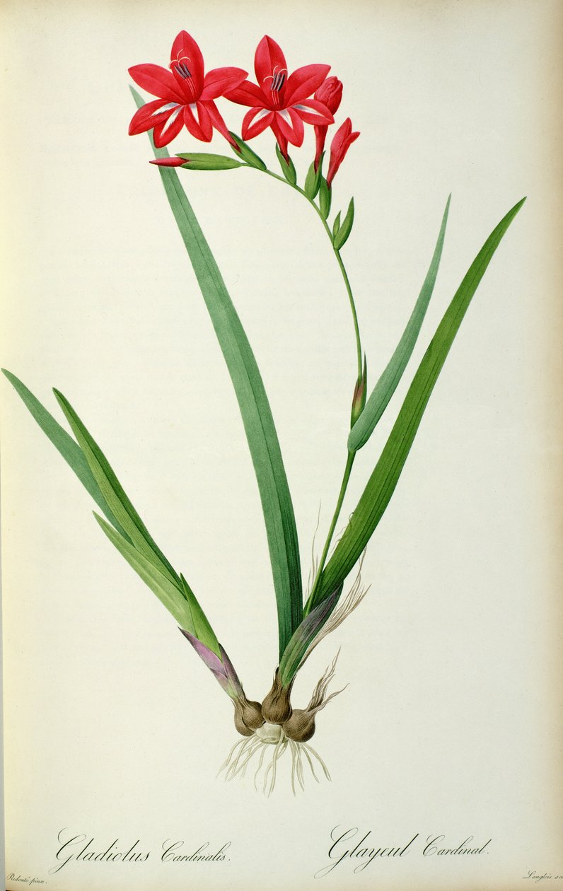 Gladiolus Cardinalis, da 