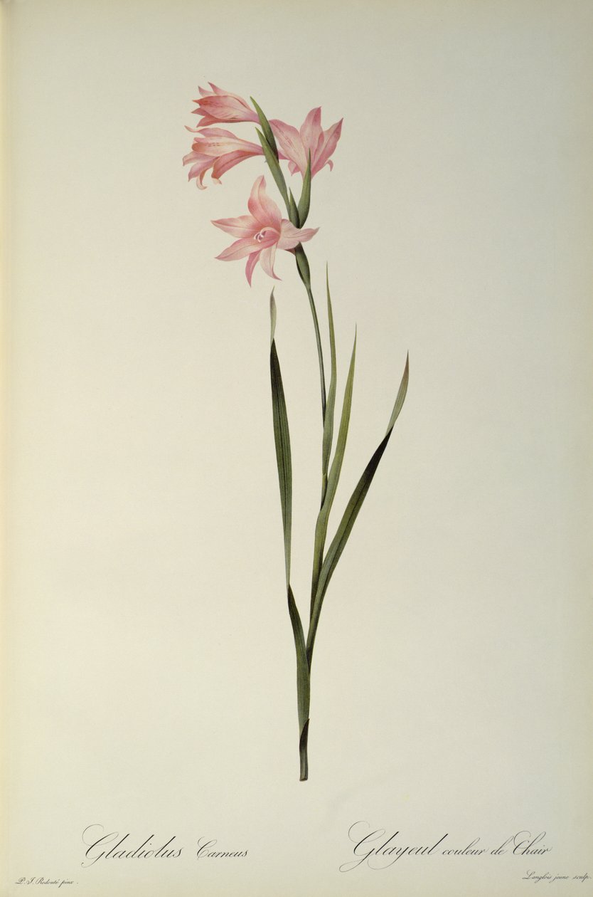 Gladiolus Carneus, da 