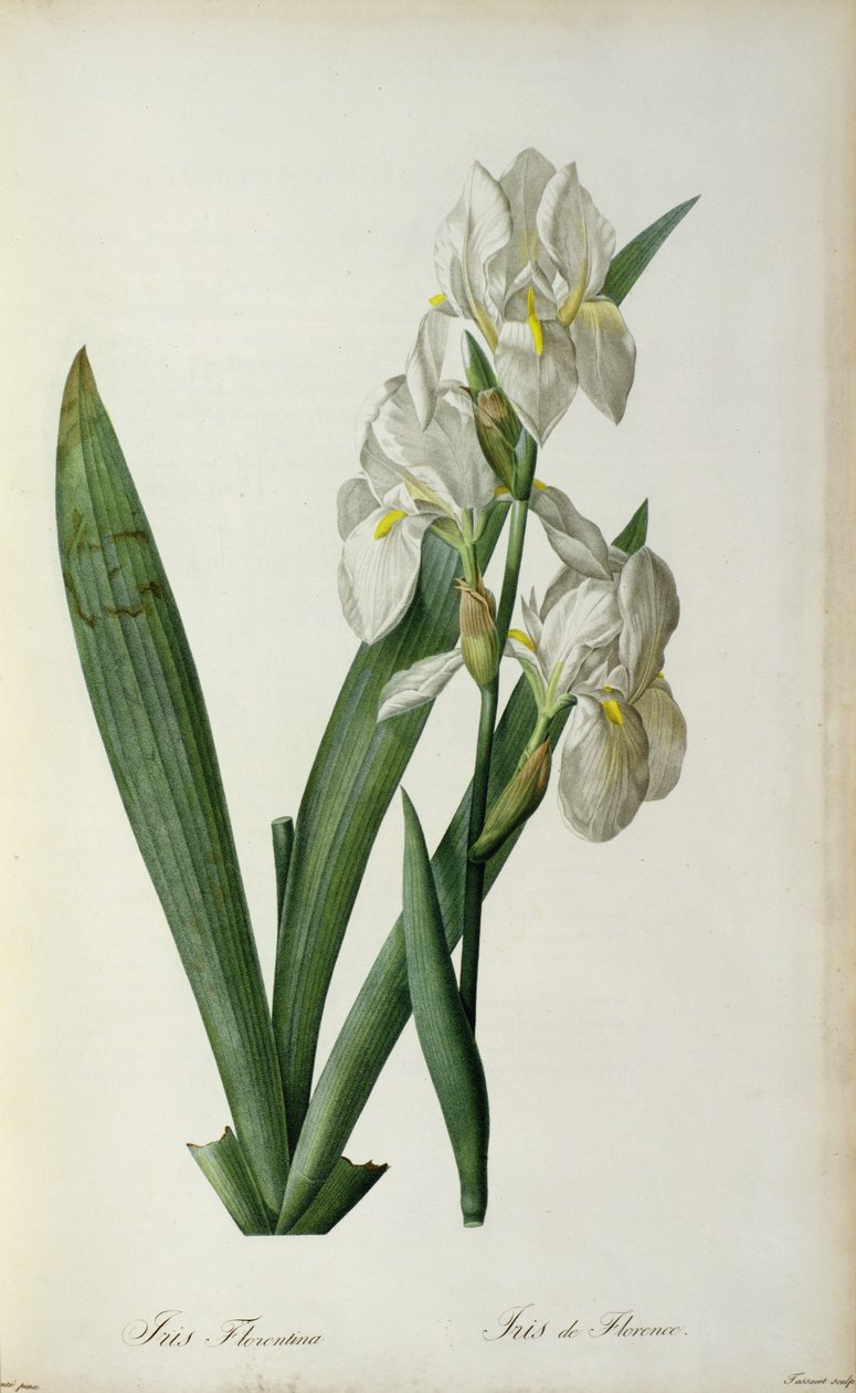 Iris Florentina, da 