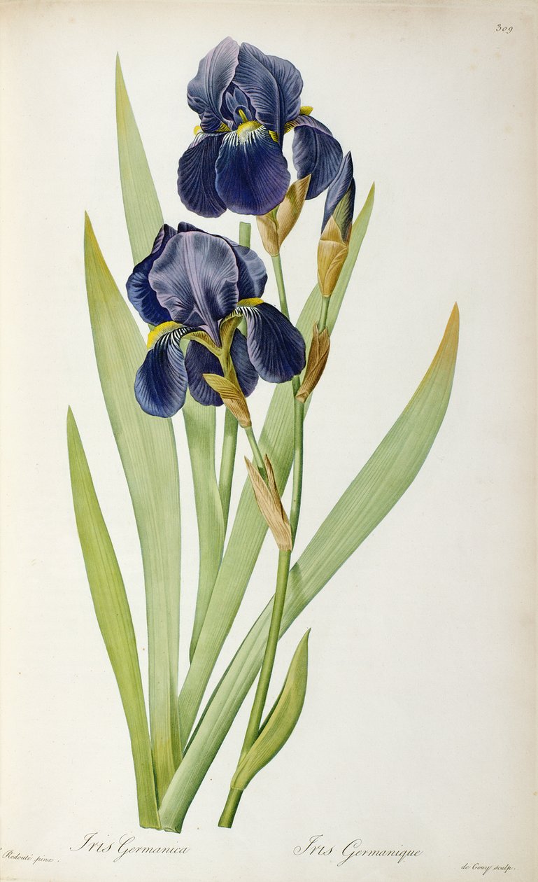 Iris Germanica, da 