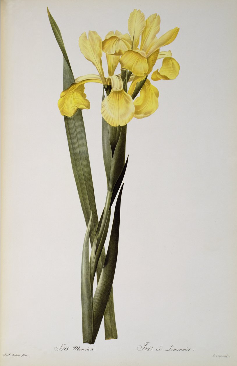 Iris Monnieri, da 
