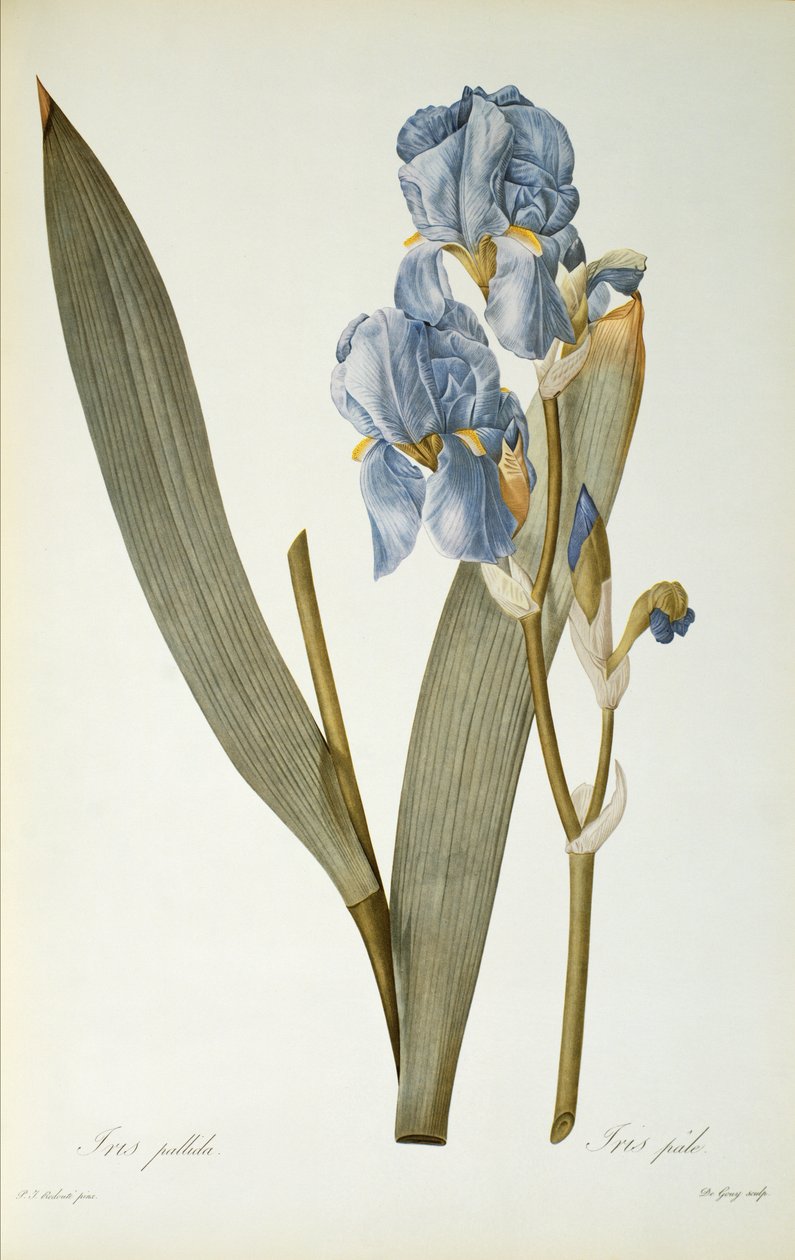 Iris Pallida, da 