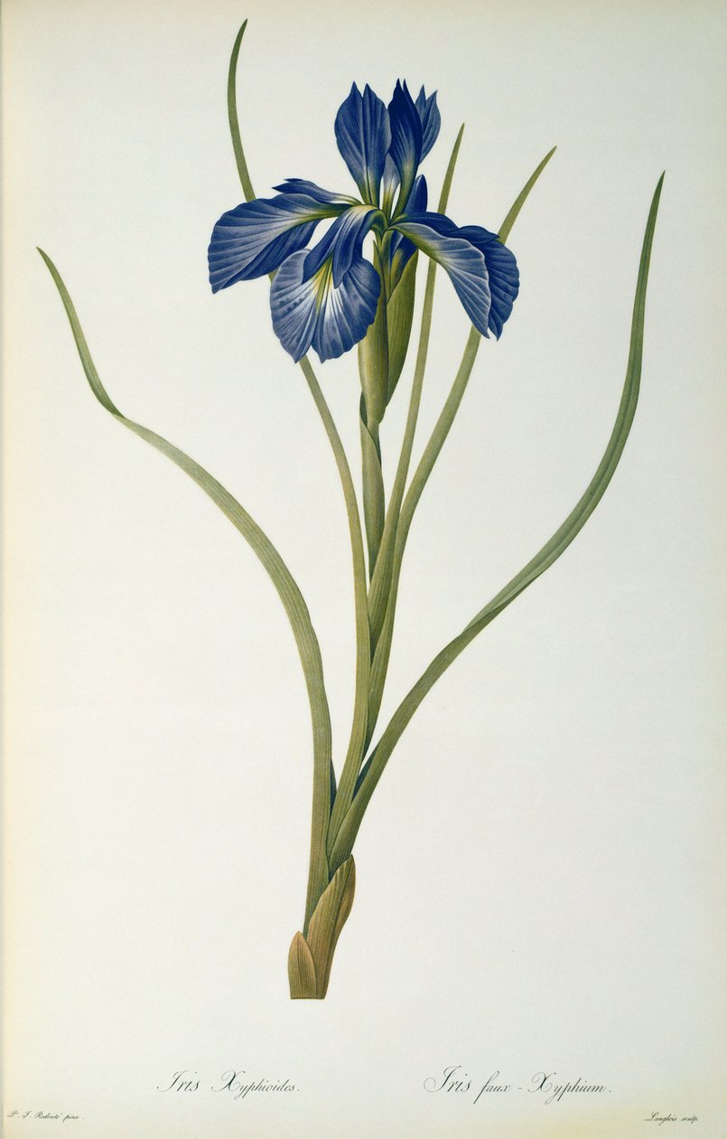 Iris Xyphioides, da 