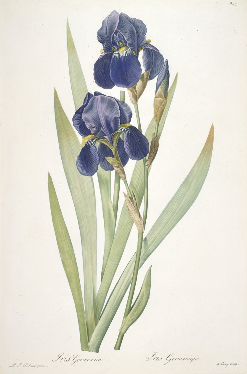 Iris germanica (Iris Barbuto), 1812 da Pierre Joseph Redouté