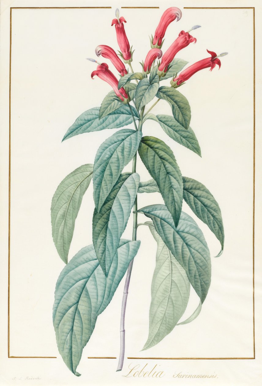 Lobelia Surinamensis da Pierre Joseph Redouté