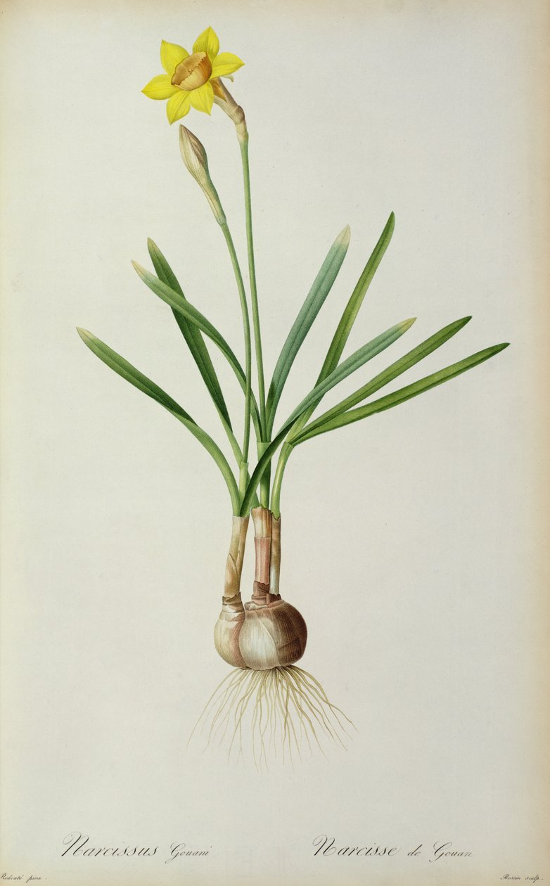 Narciso Gouani, da 