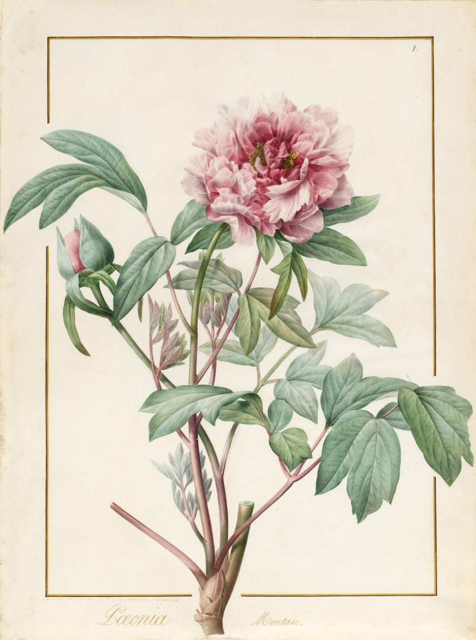 Paeonia Montan da Pierre Joseph Redouté