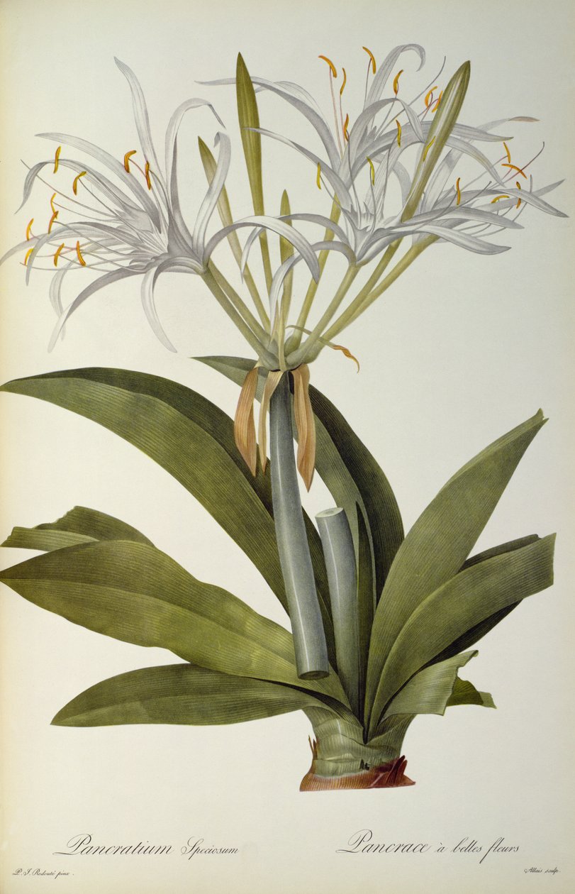 Pancratium speciosum, da `Les Liliacees