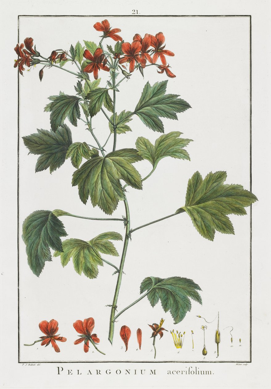 Pelargonium acerifolium, da 