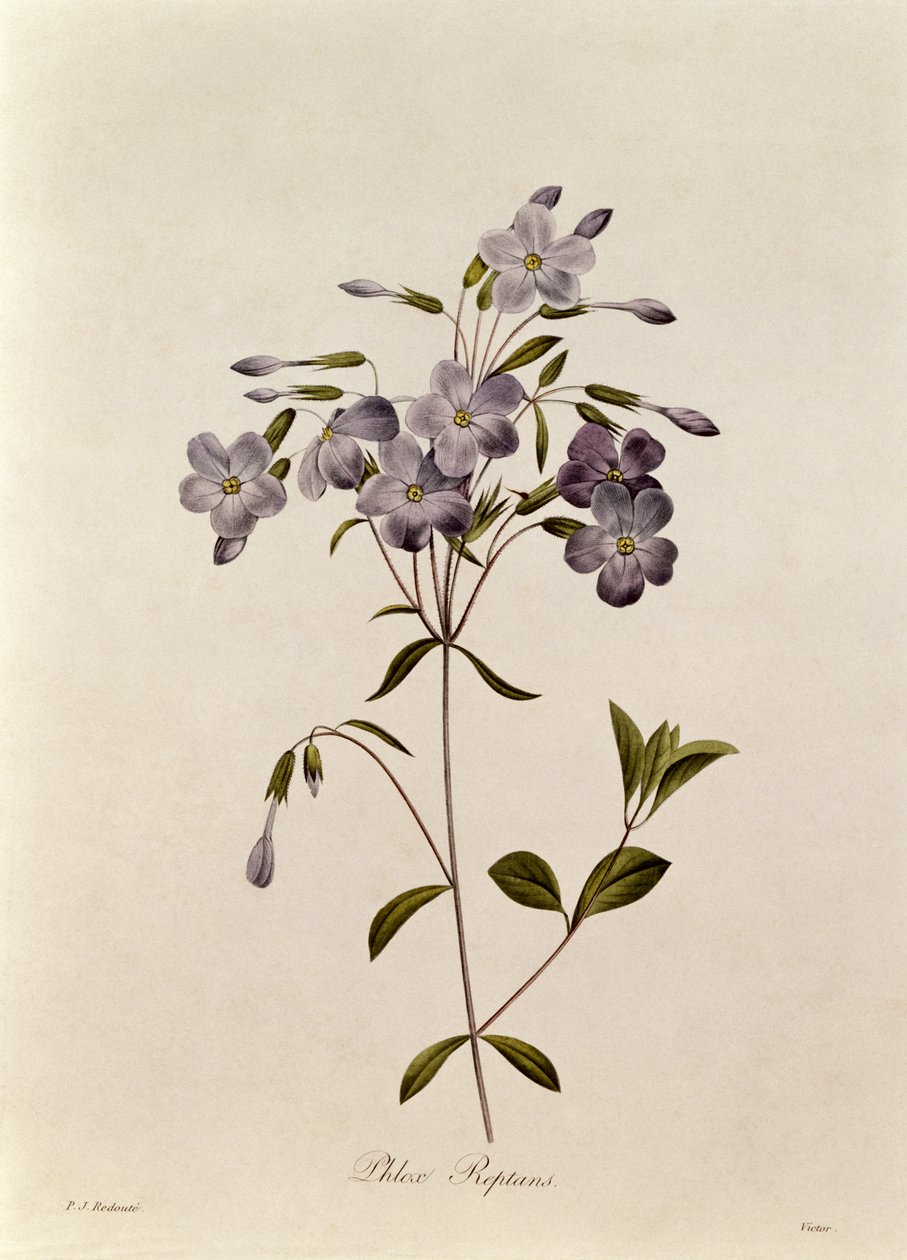 Phlox reptans da Pierre Joseph Redouté