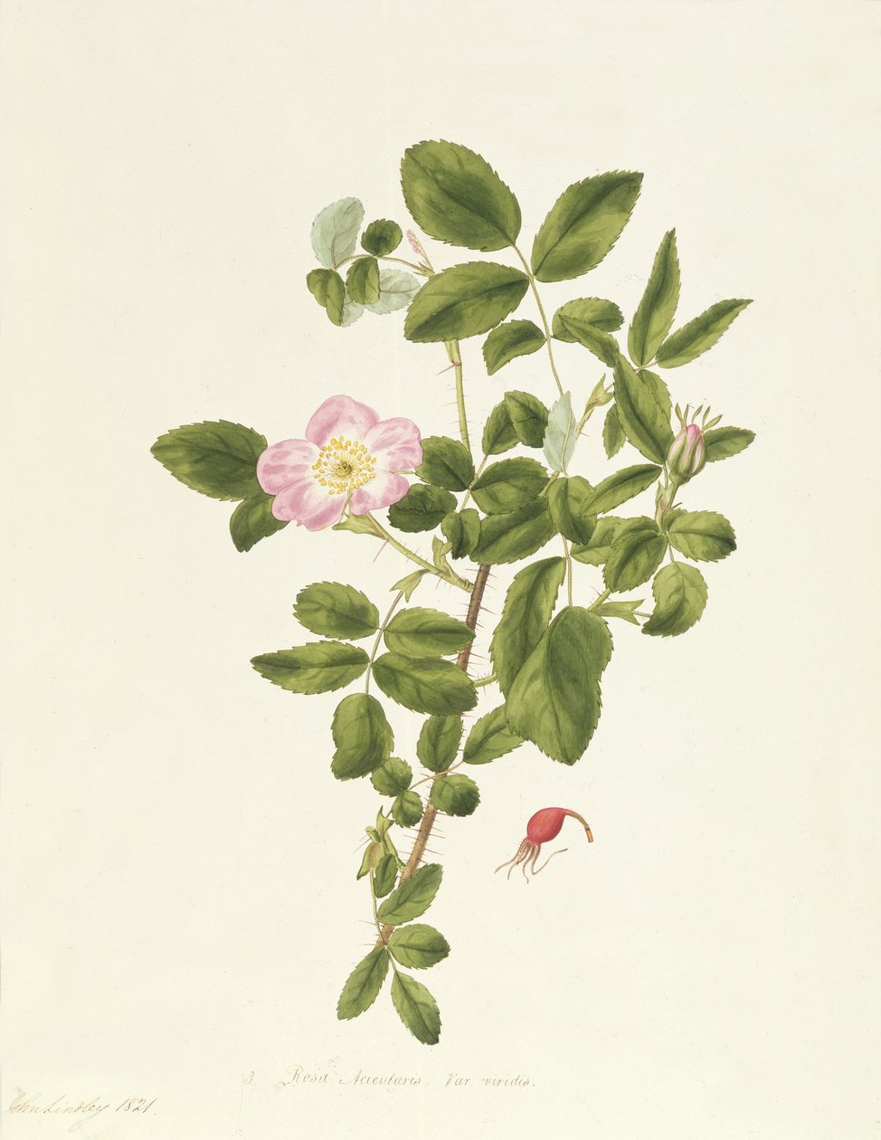 Rosa Acicularis Viridis da Pierre Joseph Redouté