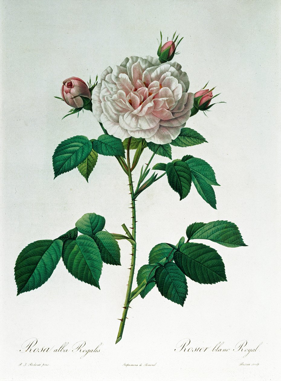 Rosa Alba Regalis, inciso da Bessin da Pierre Joseph Redouté