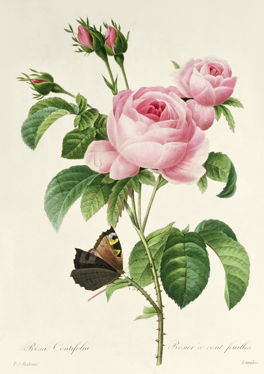 Rosa centifolia da Pierre Joseph Redouté