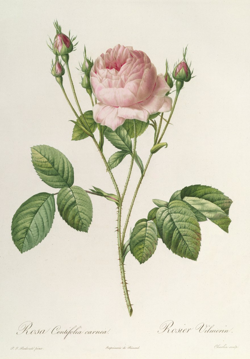 Rosa Centifolia Carnea, da 