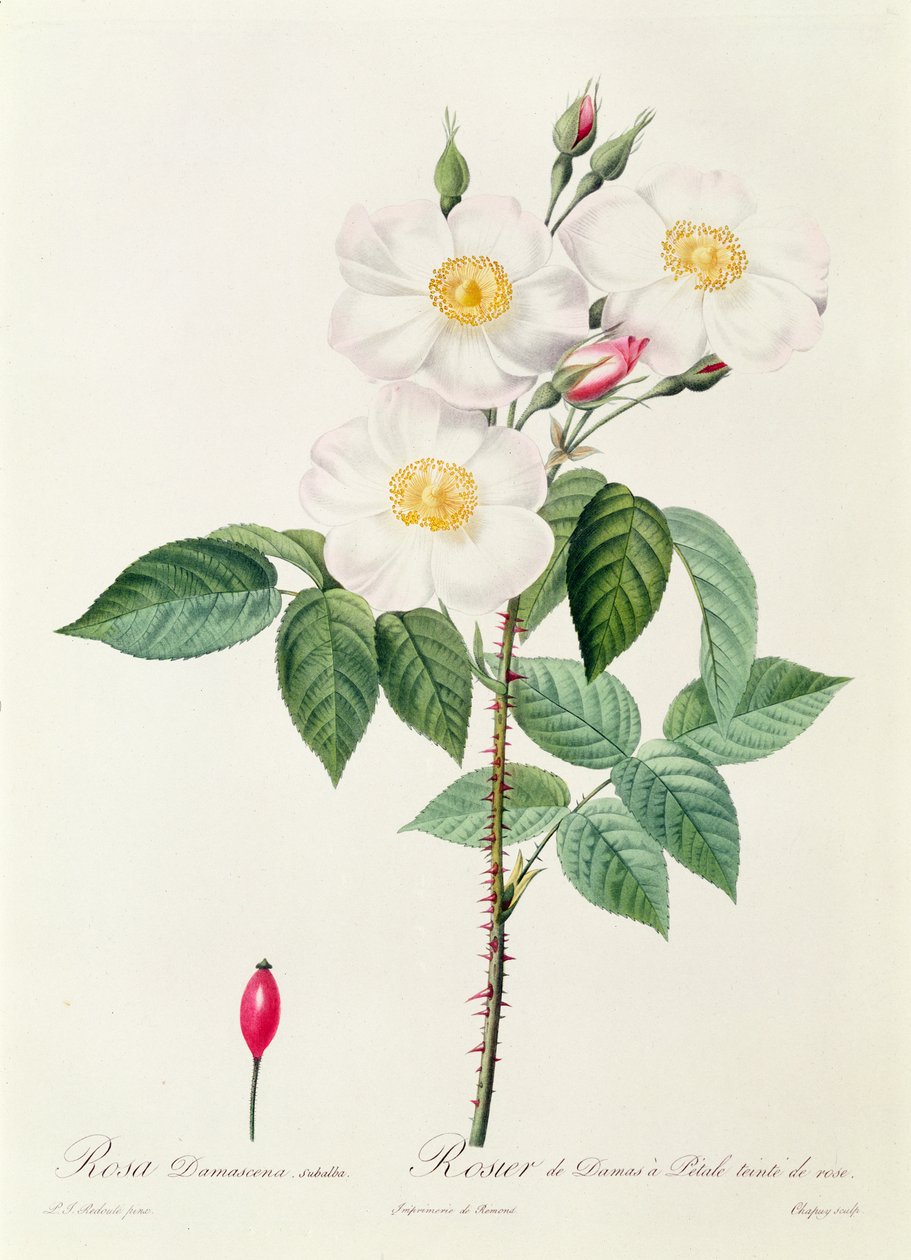 Rosa Damascena Subalba da Pierre Joseph Redouté