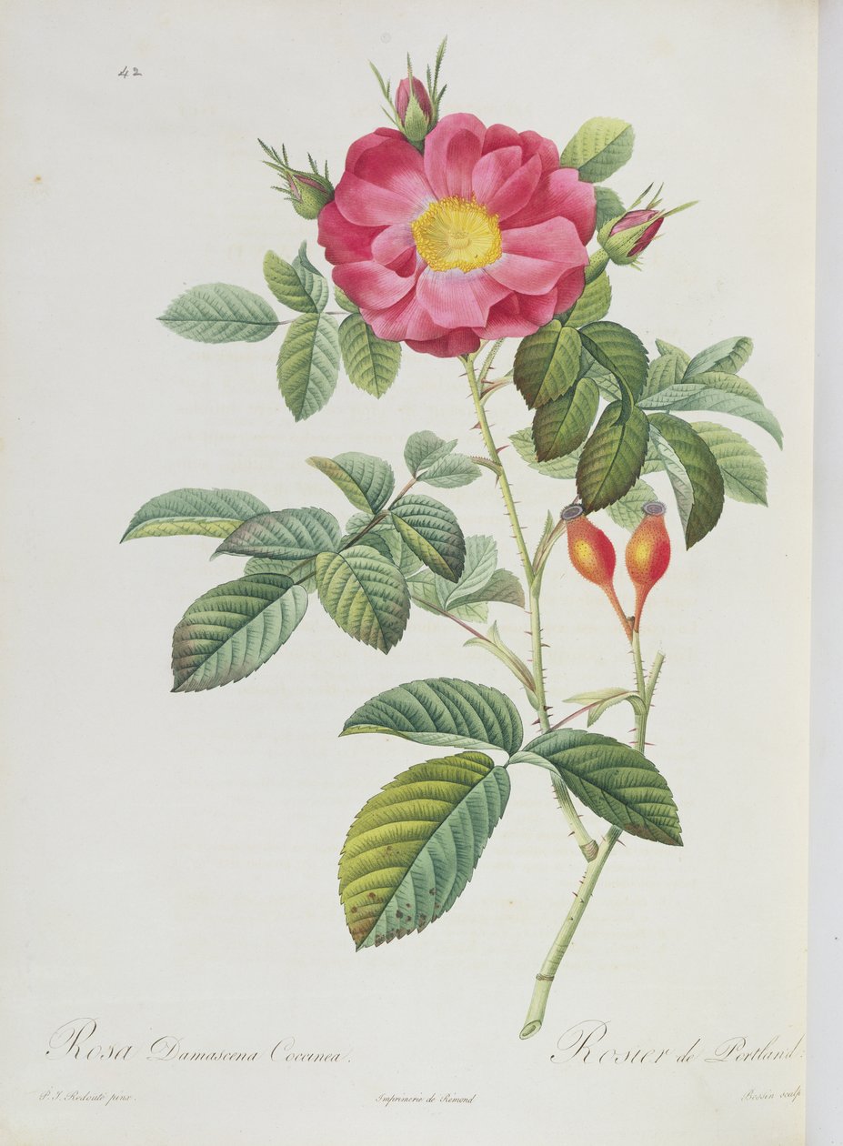 Rosa Damascena, da 