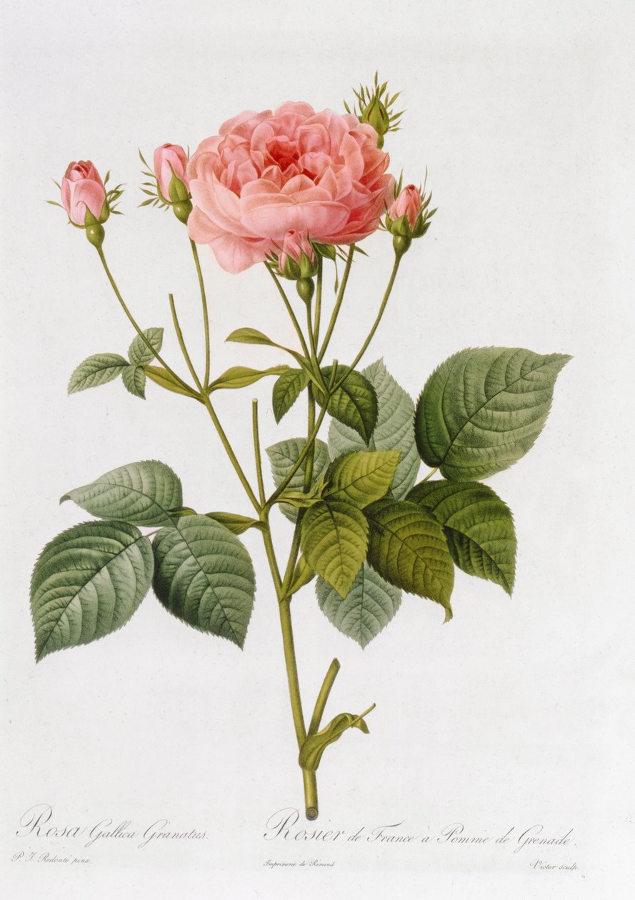 Rosa Gallica Granatus, da 