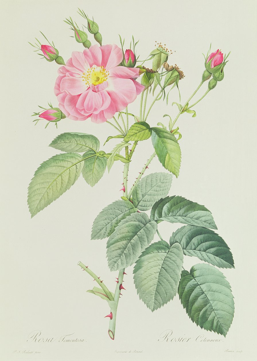 Rosa Gallica Rosea Flore Simplici da Pierre Joseph Redouté