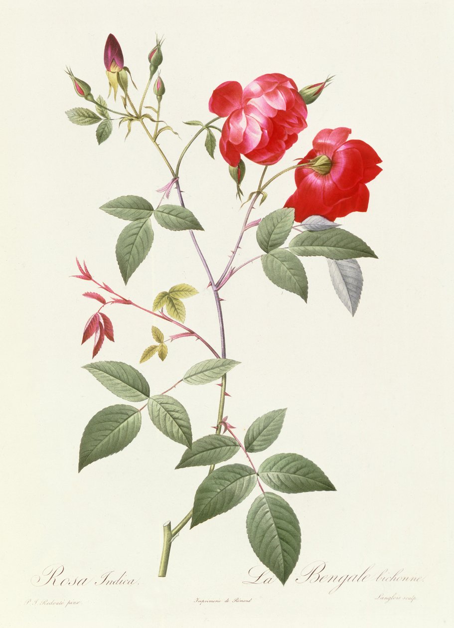 Rosa Indica da Pierre Joseph Redouté