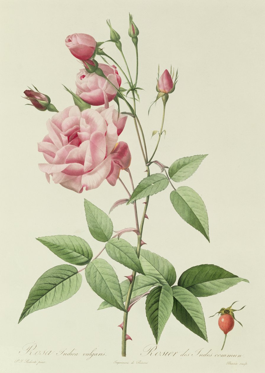 Rosa Indica Vulgaris da Pierre Joseph Redouté