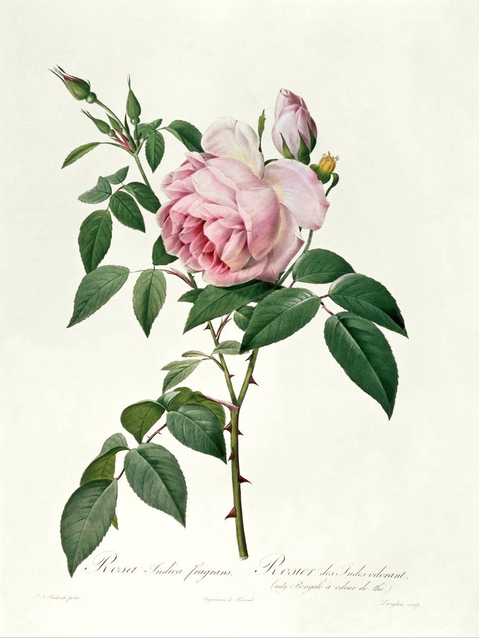 Rosa chinensis e Rosa gigantea, da 