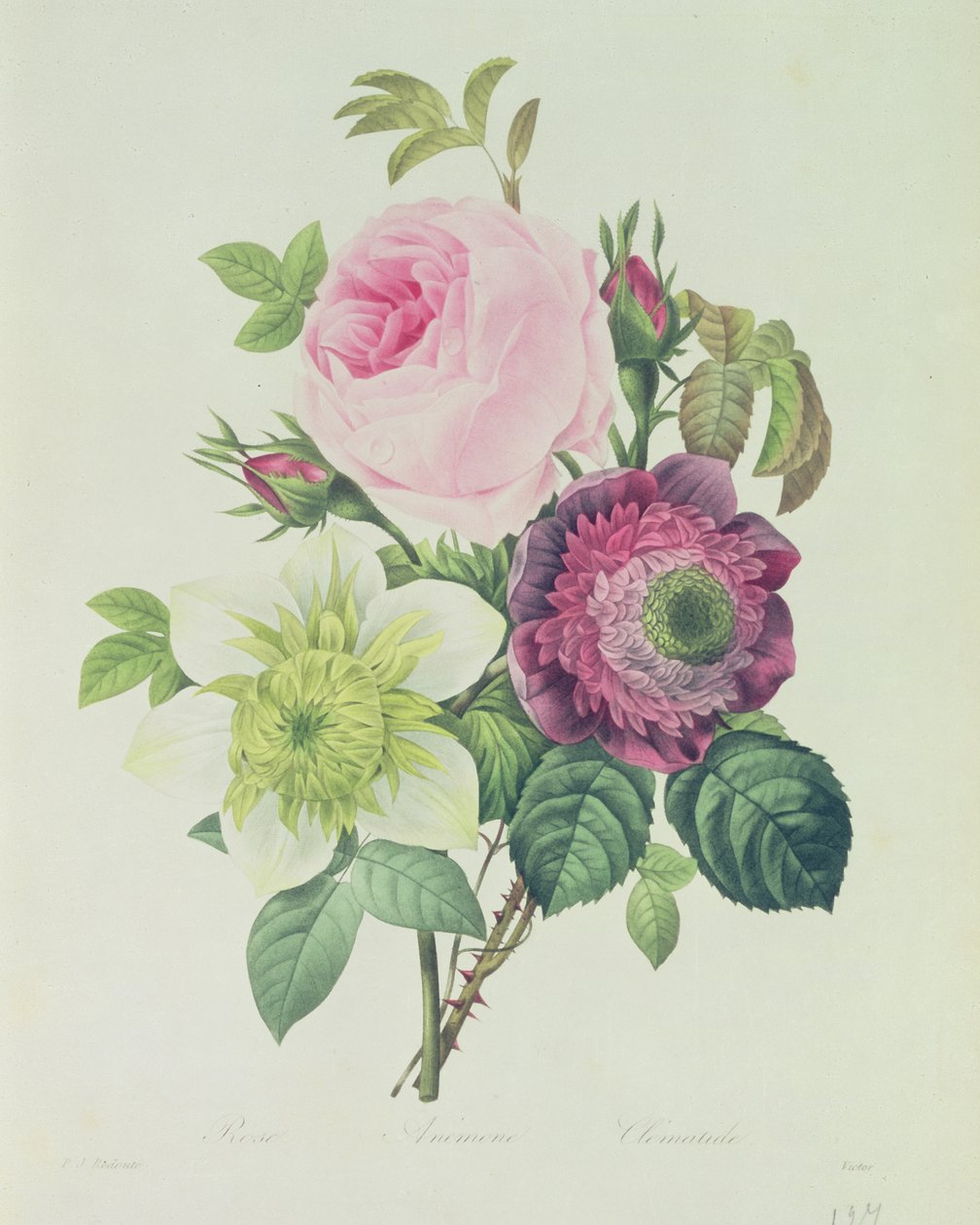 Rosa, anemone e Clematide, da 