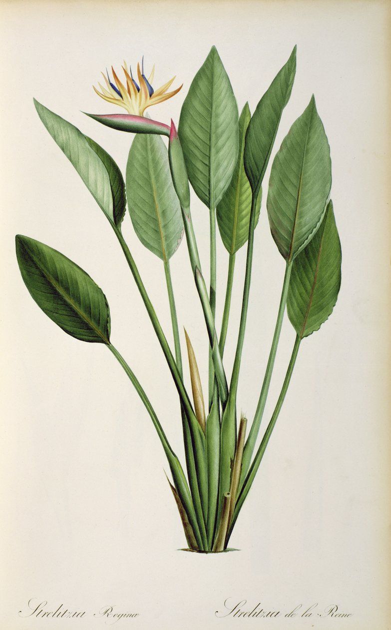 Strelitzia Reginae, da 