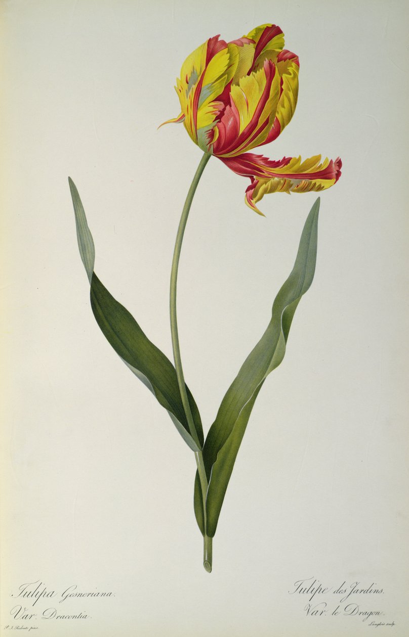 Tulipa gesneriana dracontia, da 