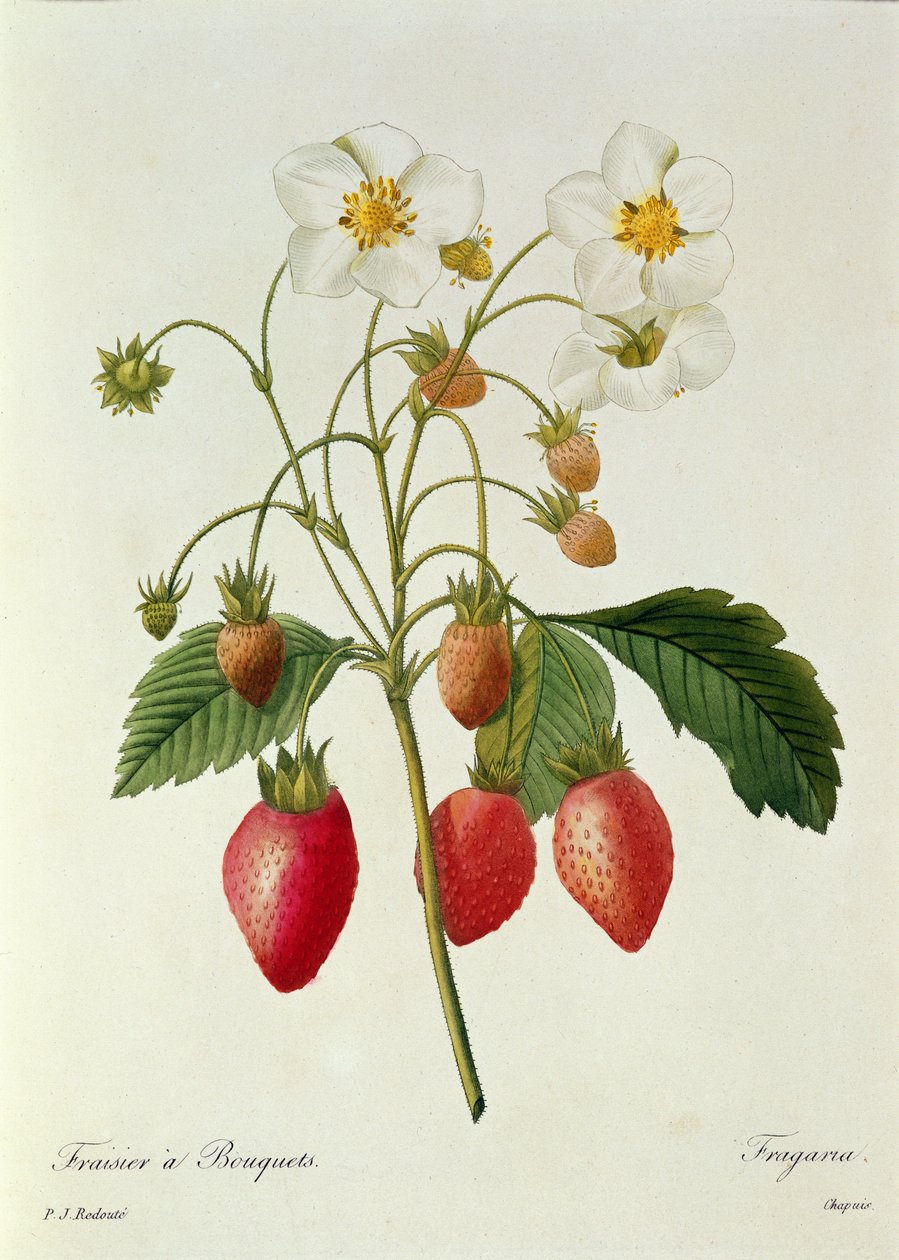 Fragaria (Fragola), inciso da Chapuis, da 