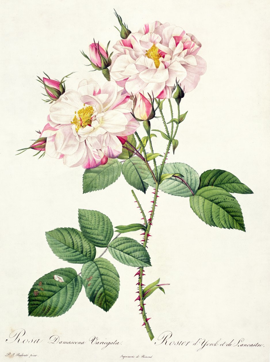 Rosa damascena variegata (rosa di York e Lancaster), inciso da Bessin, da 
