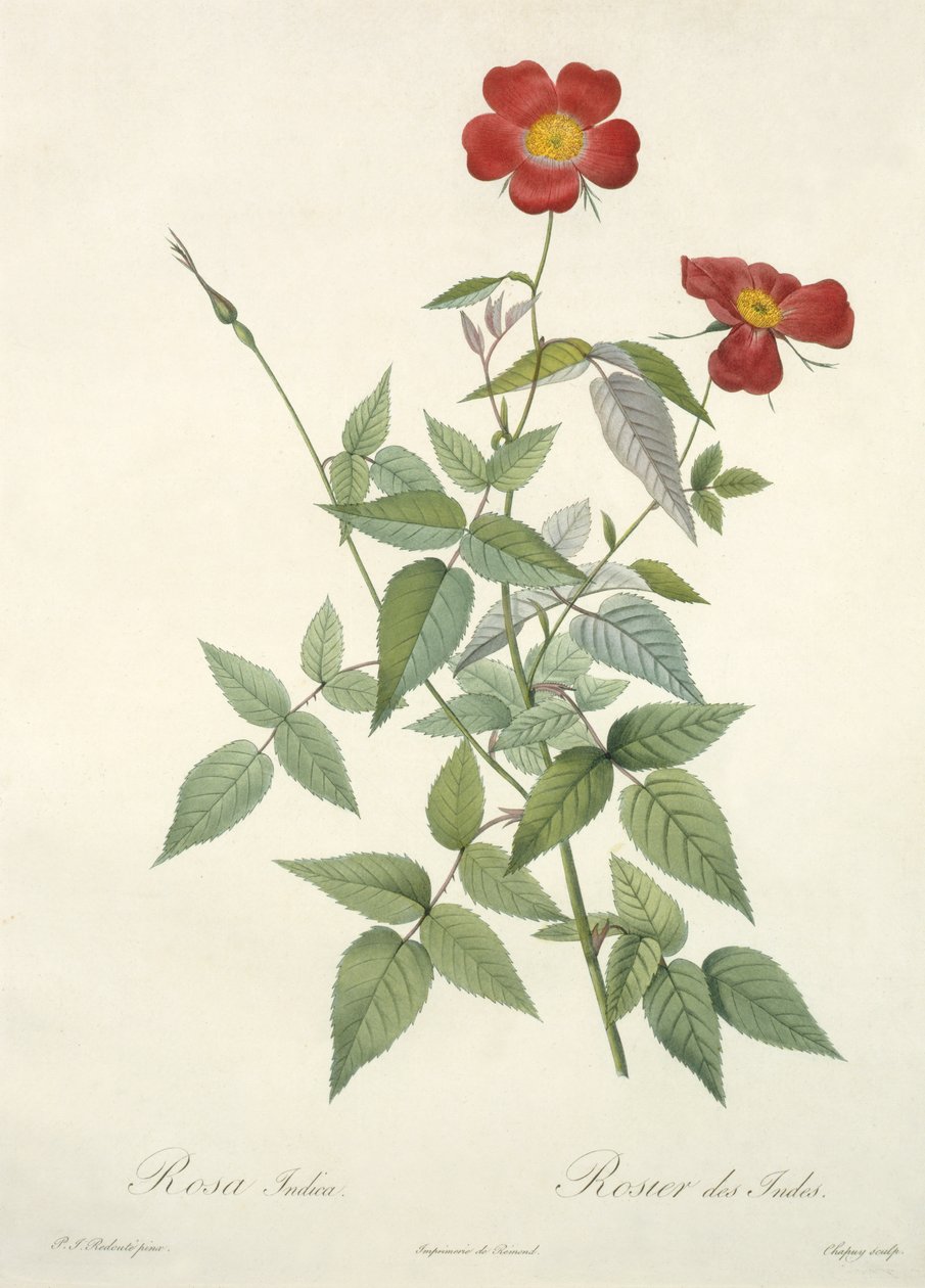 Rosa indica, inciso da Chapuy, da 