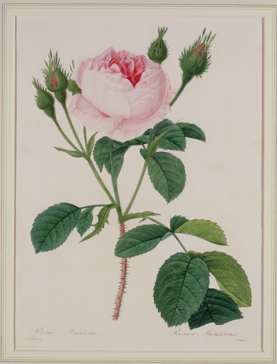 Rosa muscosa (rosa muschiata), incisa da Victor, da 