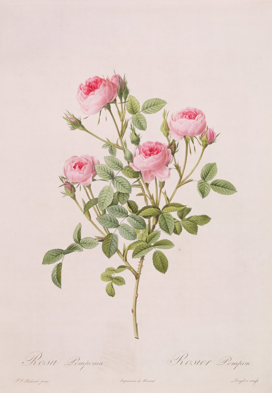 Rosa pomponia, inciso da Langlois, da Les Roses, 1817-24 da Pierre Joseph Redouté