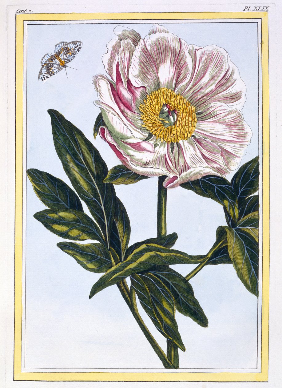 Peonia comune color carne, c.1766 da Pierre Joseph Buchoz