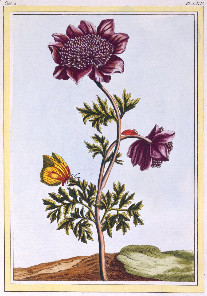 Anemone del giardino (Windflower), c.1776 da Pierre Joseph Buchoz