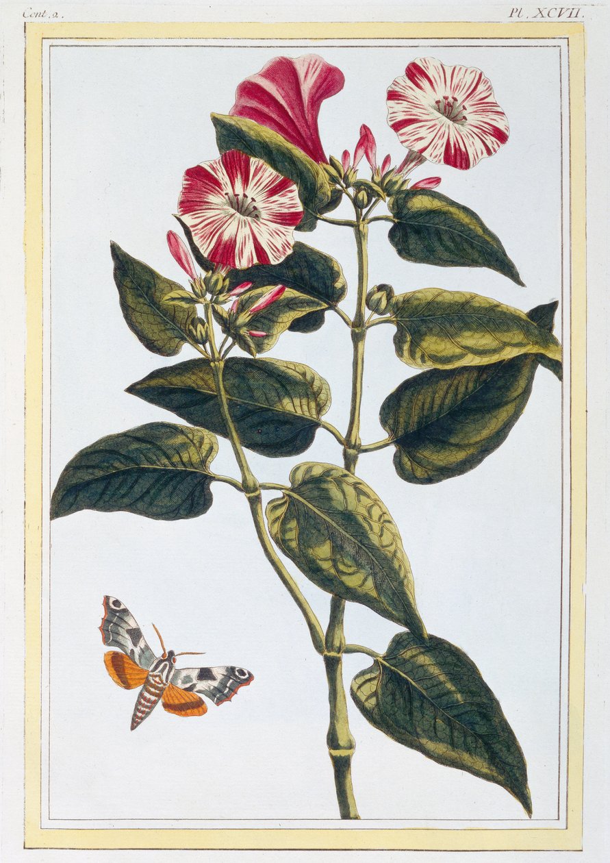 Morning Glory, c.1766 da Pierre Joseph Buchoz