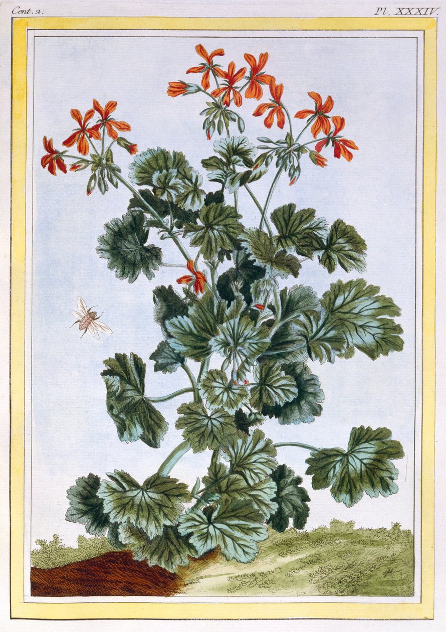Geranio giallo fiorito da Pierre Joseph Buchoz