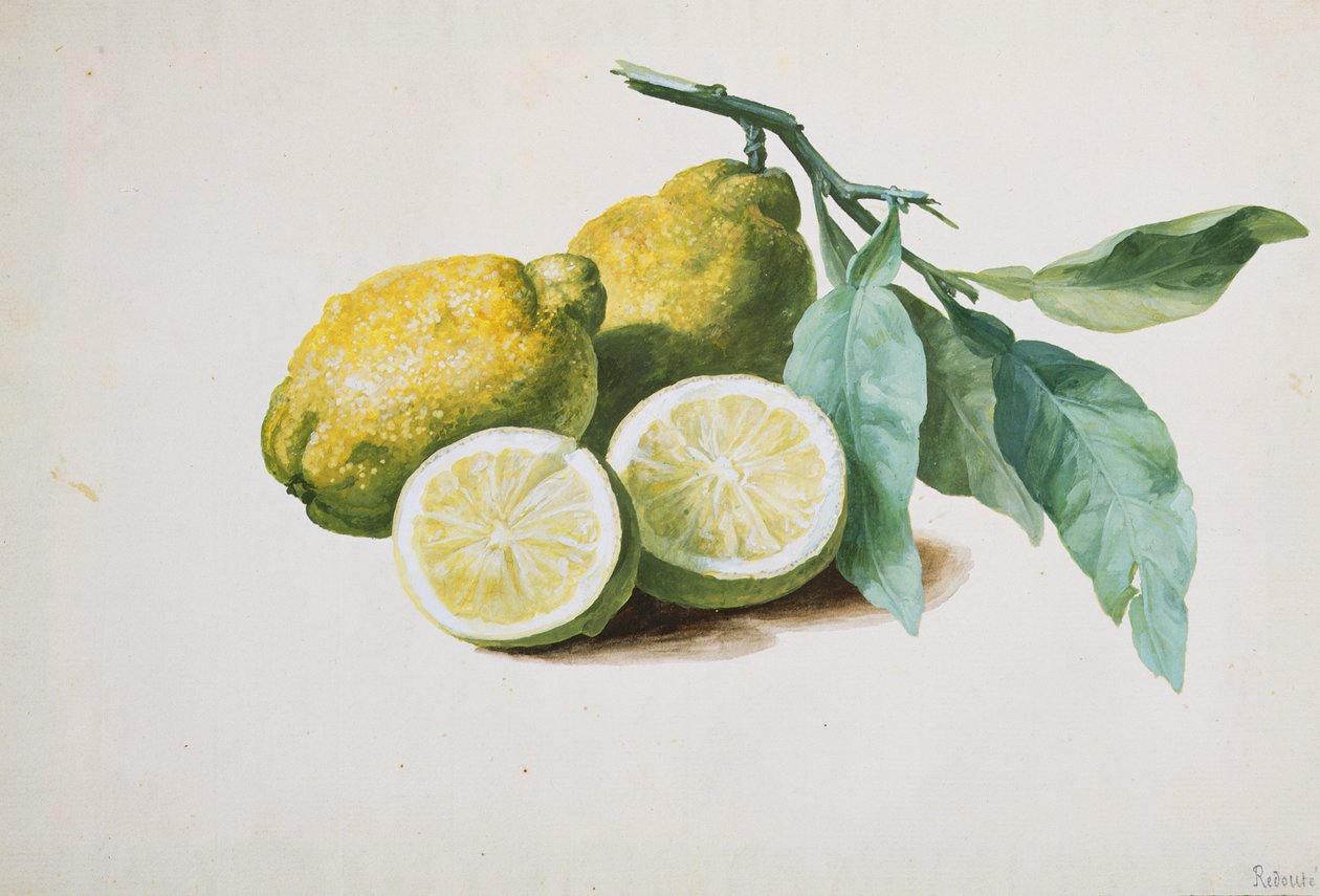 Limoni, 1840 da Pierre Joseph Redouté