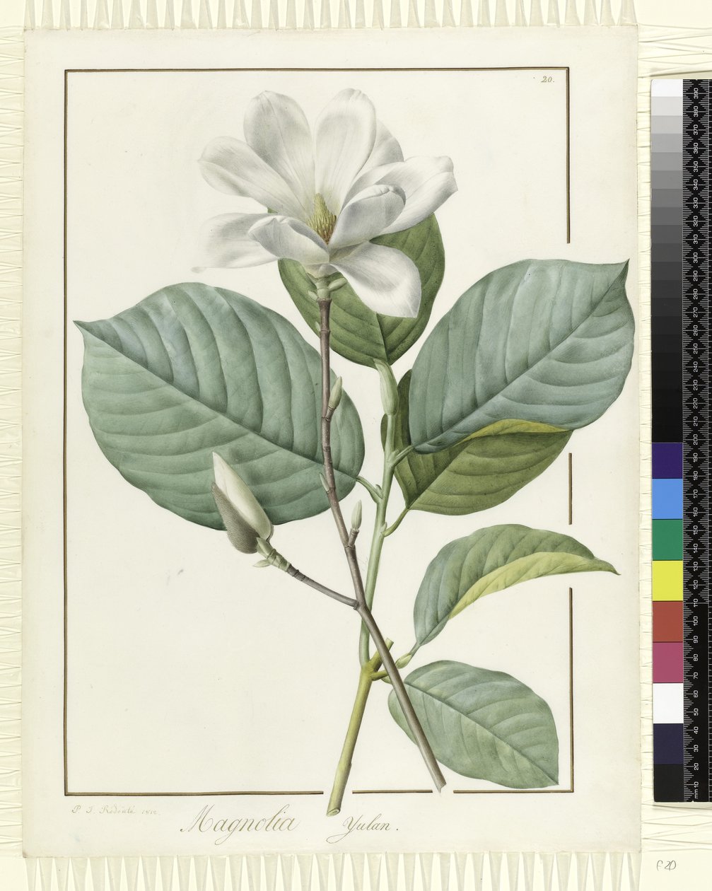 Magnolia yulan Magnolia denudata, 1812 da Pierre Joseph Redouté