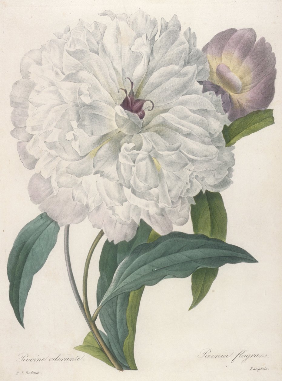 Paeonia flagrans (Peonia), 1827 da Pierre Joseph Redouté