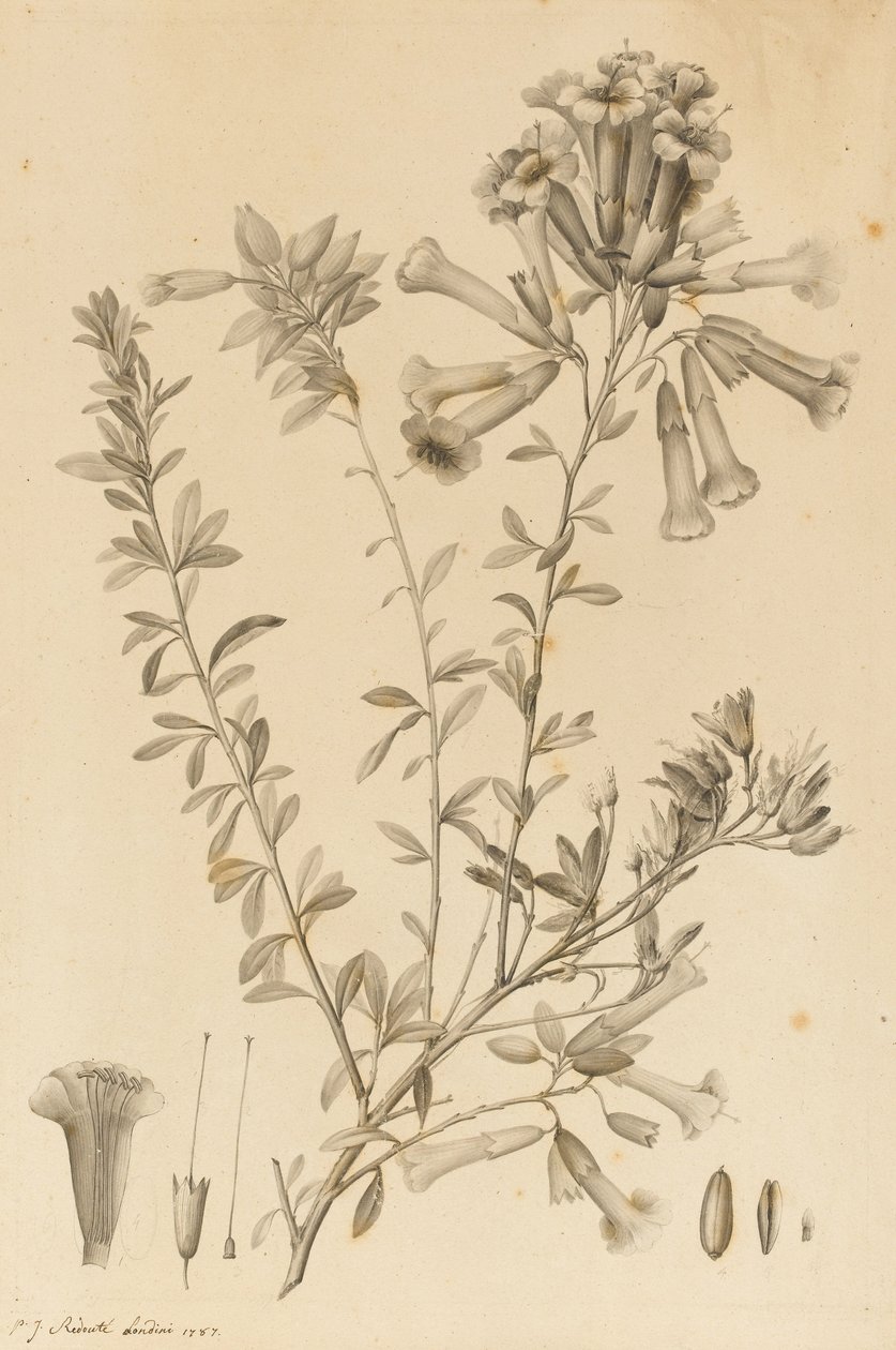 Specie di Periphragmos da Pierre Joseph Redouté