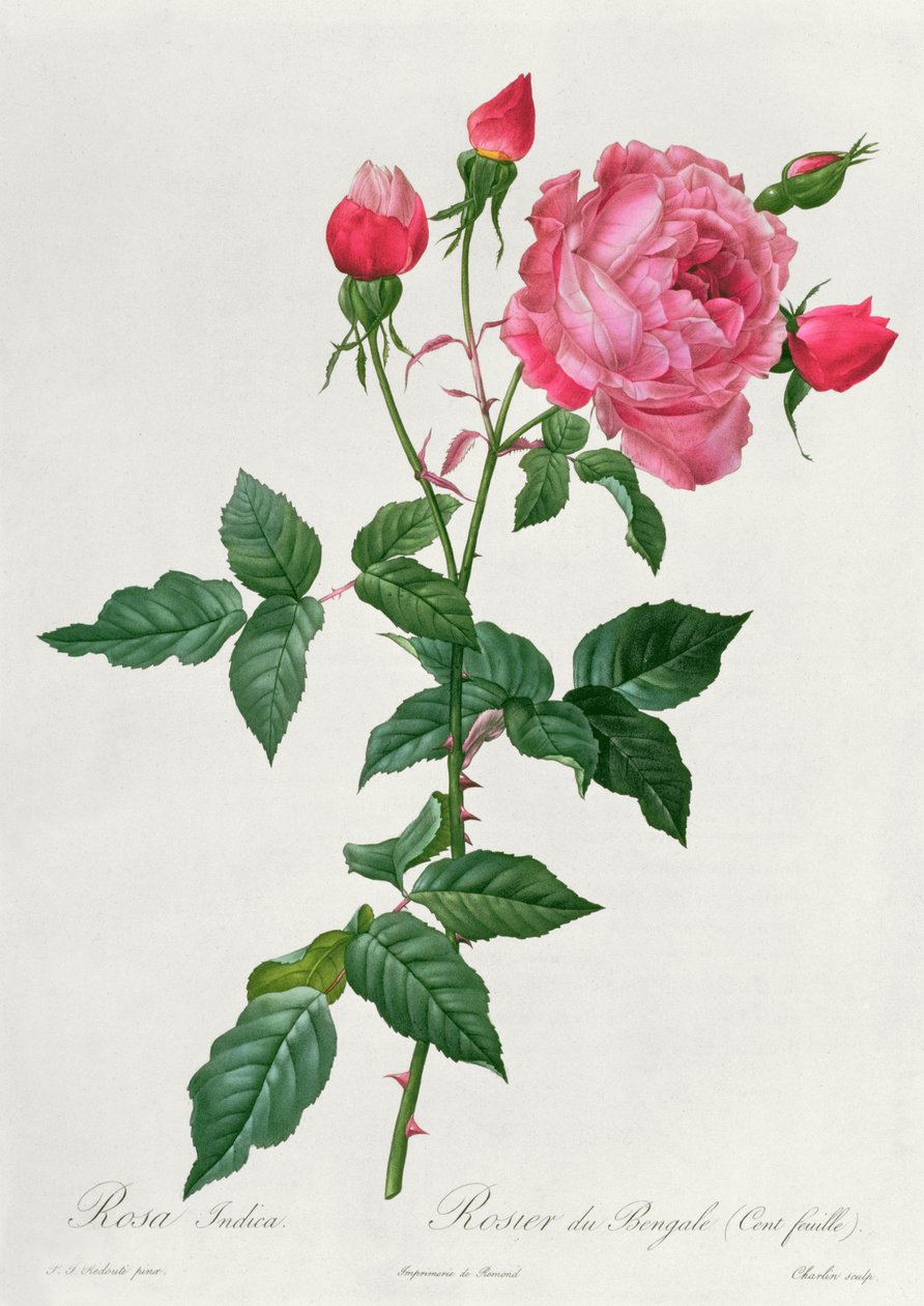 Rosa Indica da Pierre Joseph Redouté