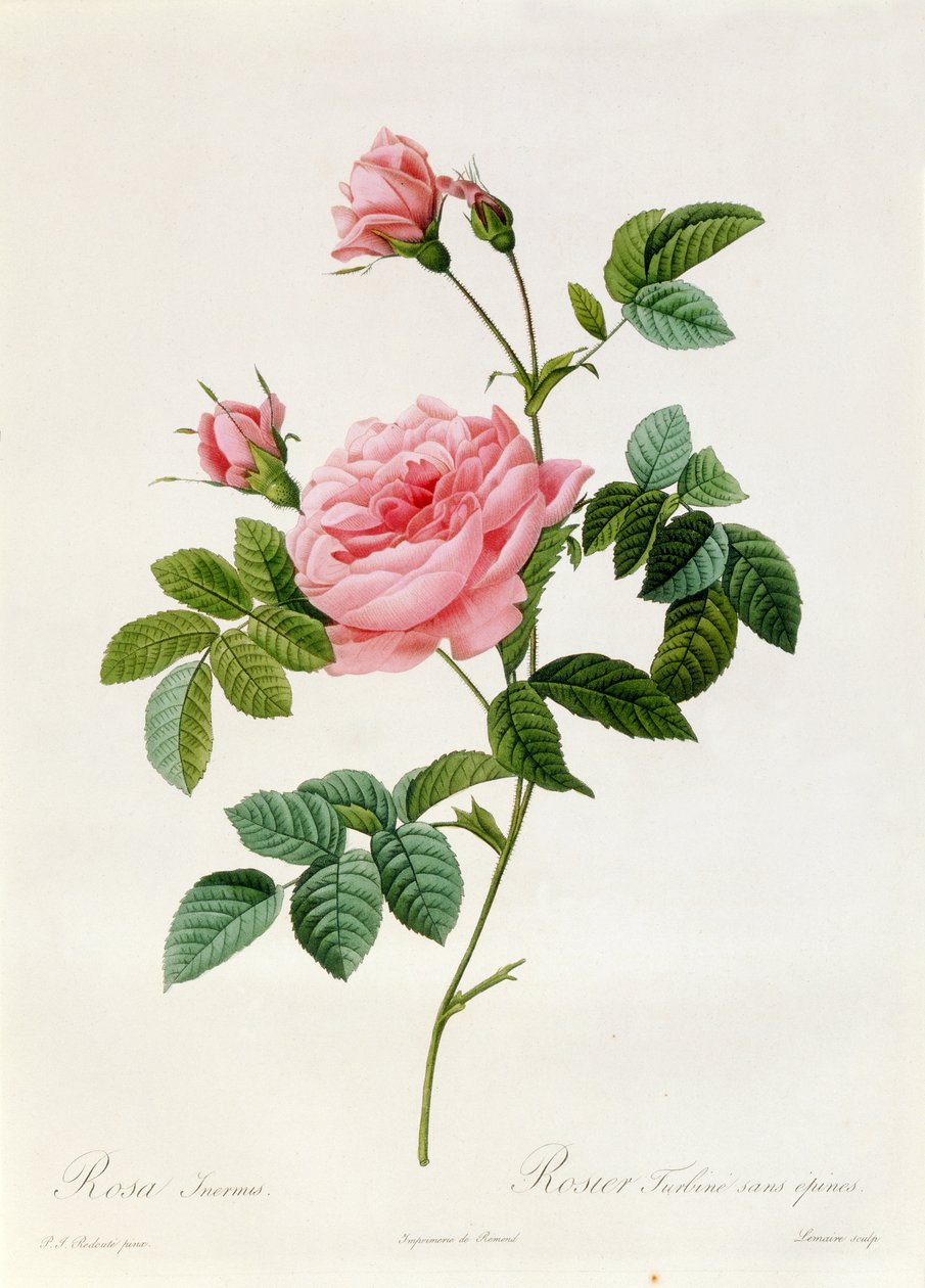 Rosa Inermis da Pierre Joseph Redouté