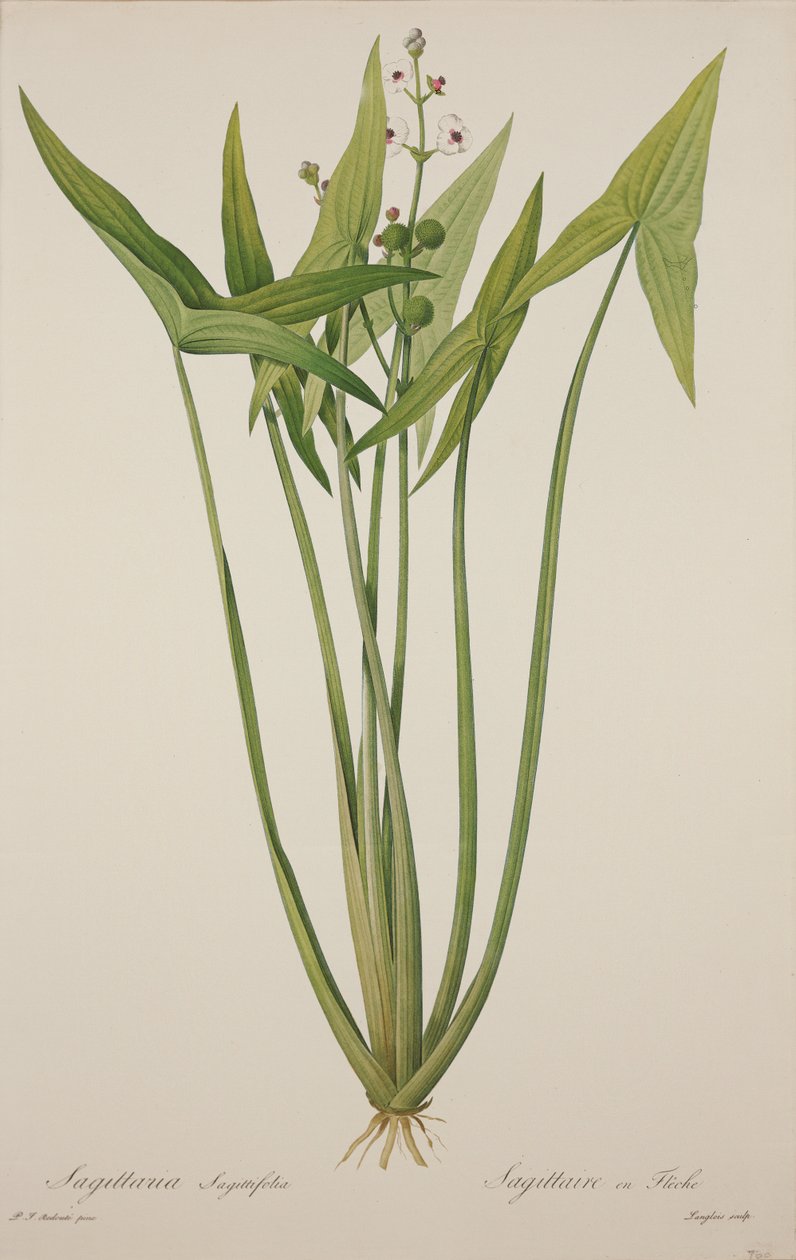 Sagittaria, inciso da Langlois da Pierre Joseph Redouté