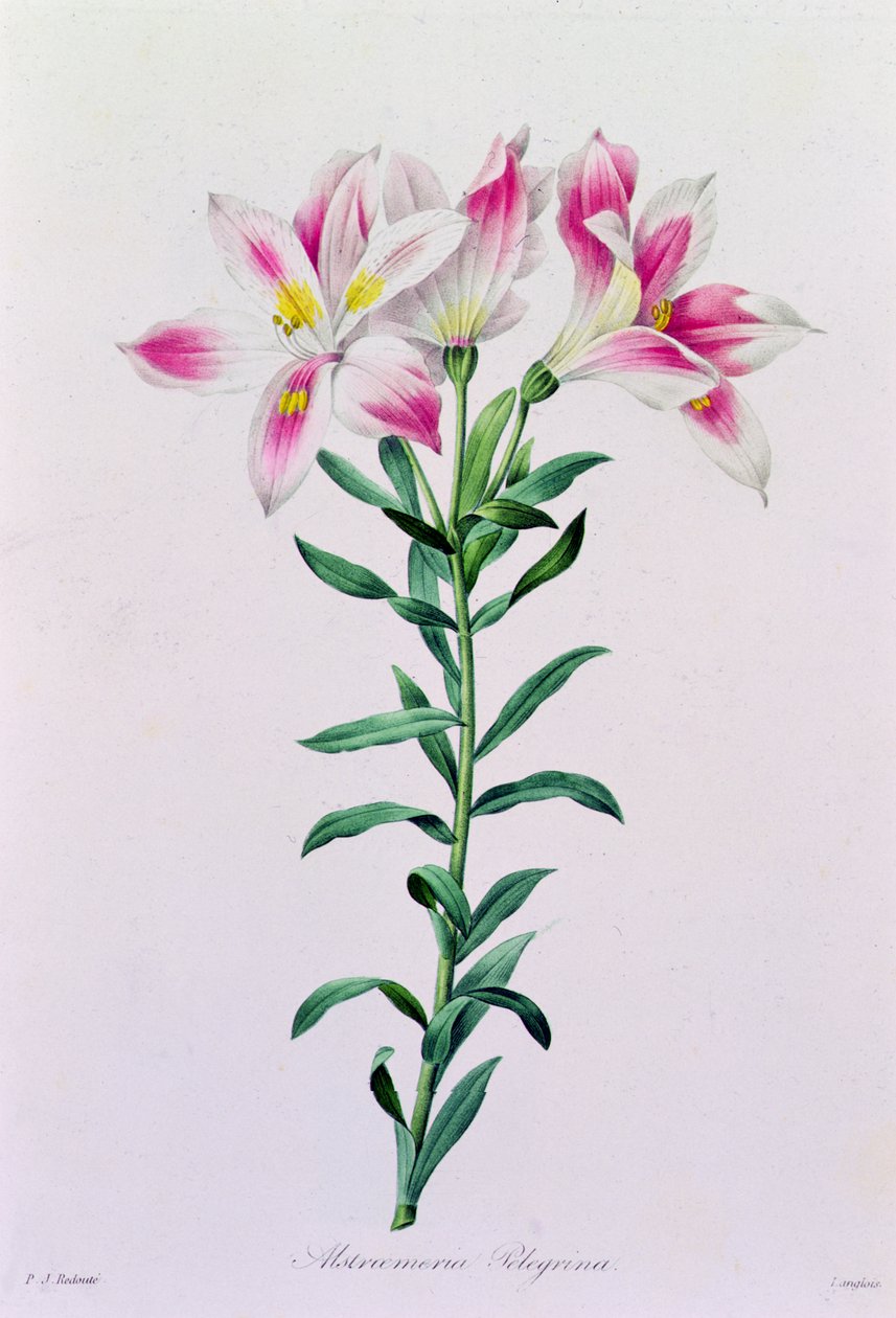 Alstroemeria Peregrina da Pierre Joseph Redouté