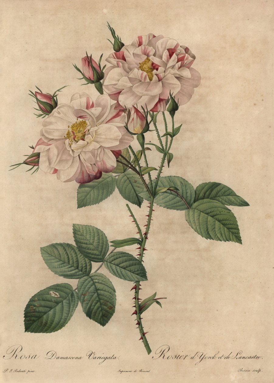 Rosa damascena rosa e bianca da Pierre Joseph Redouté