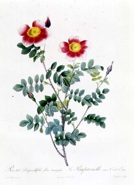 Rosa Rapa da Pierre Joseph Redouté