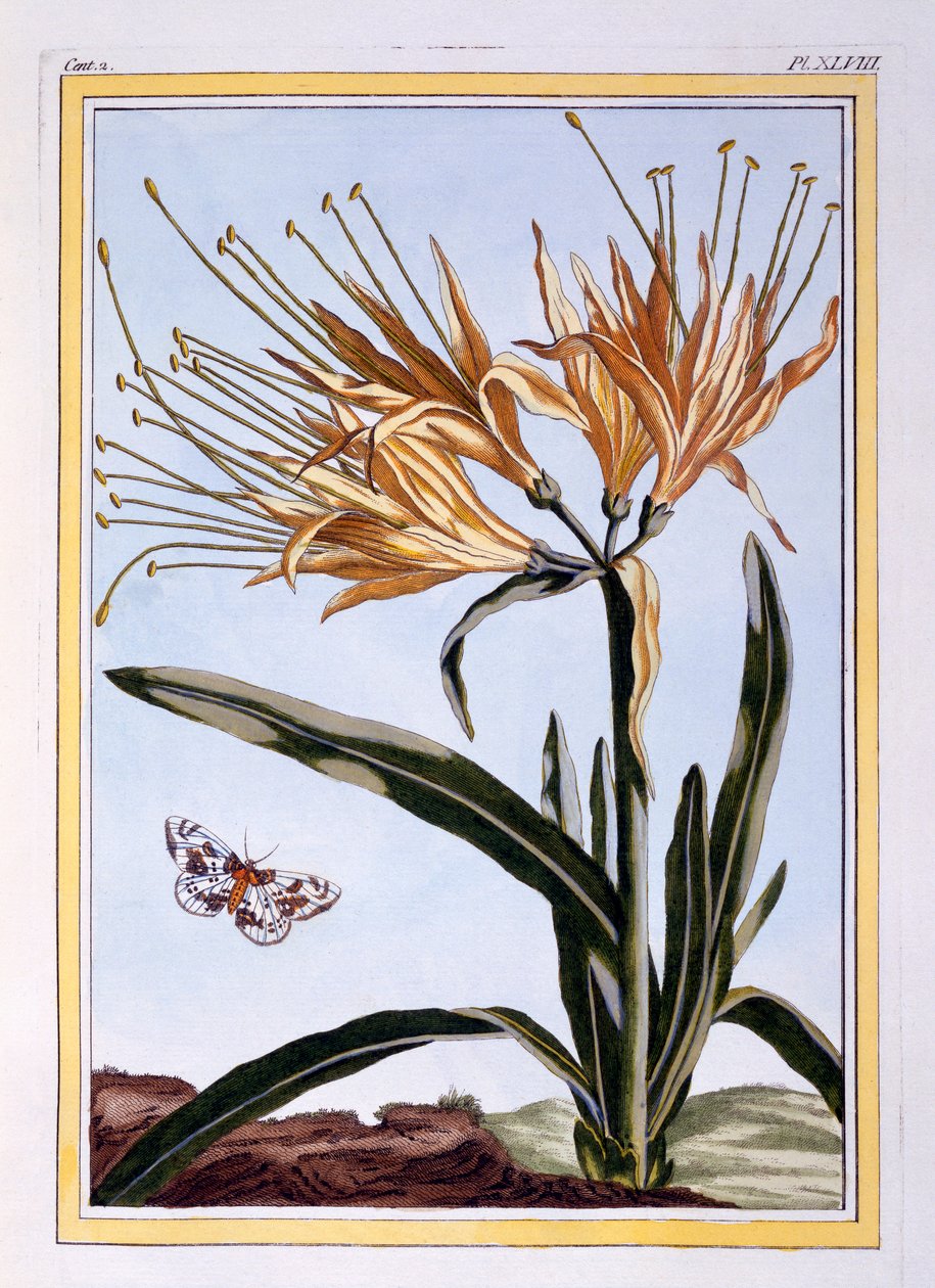 Un giglio, pub. 1776 da Pierre Joseph Buchoz